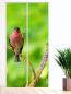 Preview: Der Stille Flächenvorhang 2teilige mit tollem Vogelmotiv - Singvogel Raumteiler